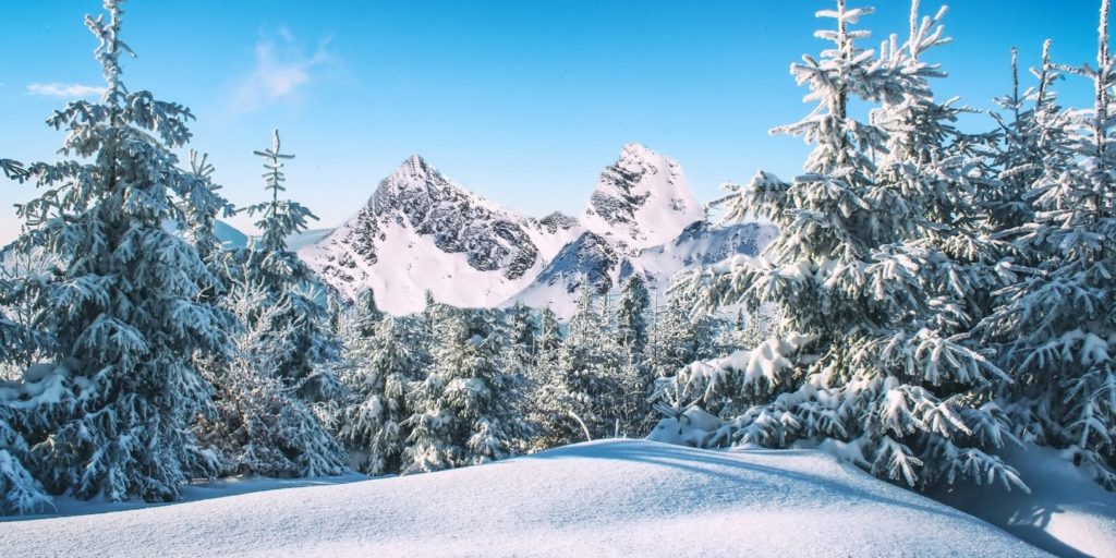 Besneeuwde bomen bergen
