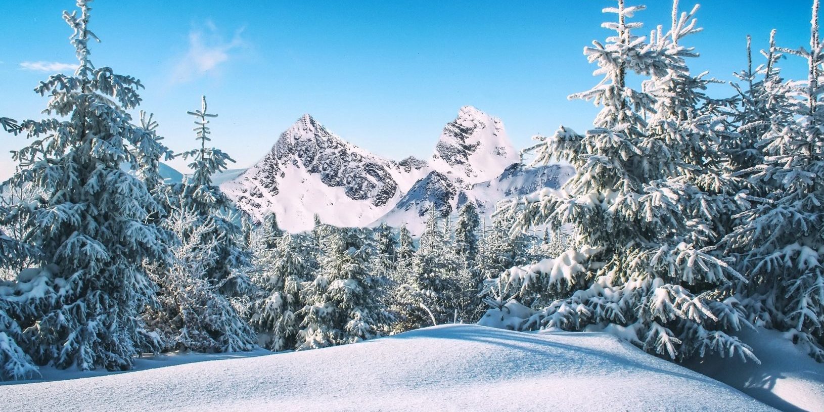 Besneeuwde bomen bergen