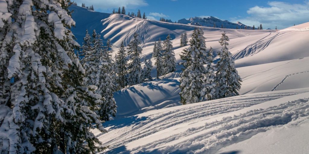 Besneeuwde bomen wintersportdeluxe