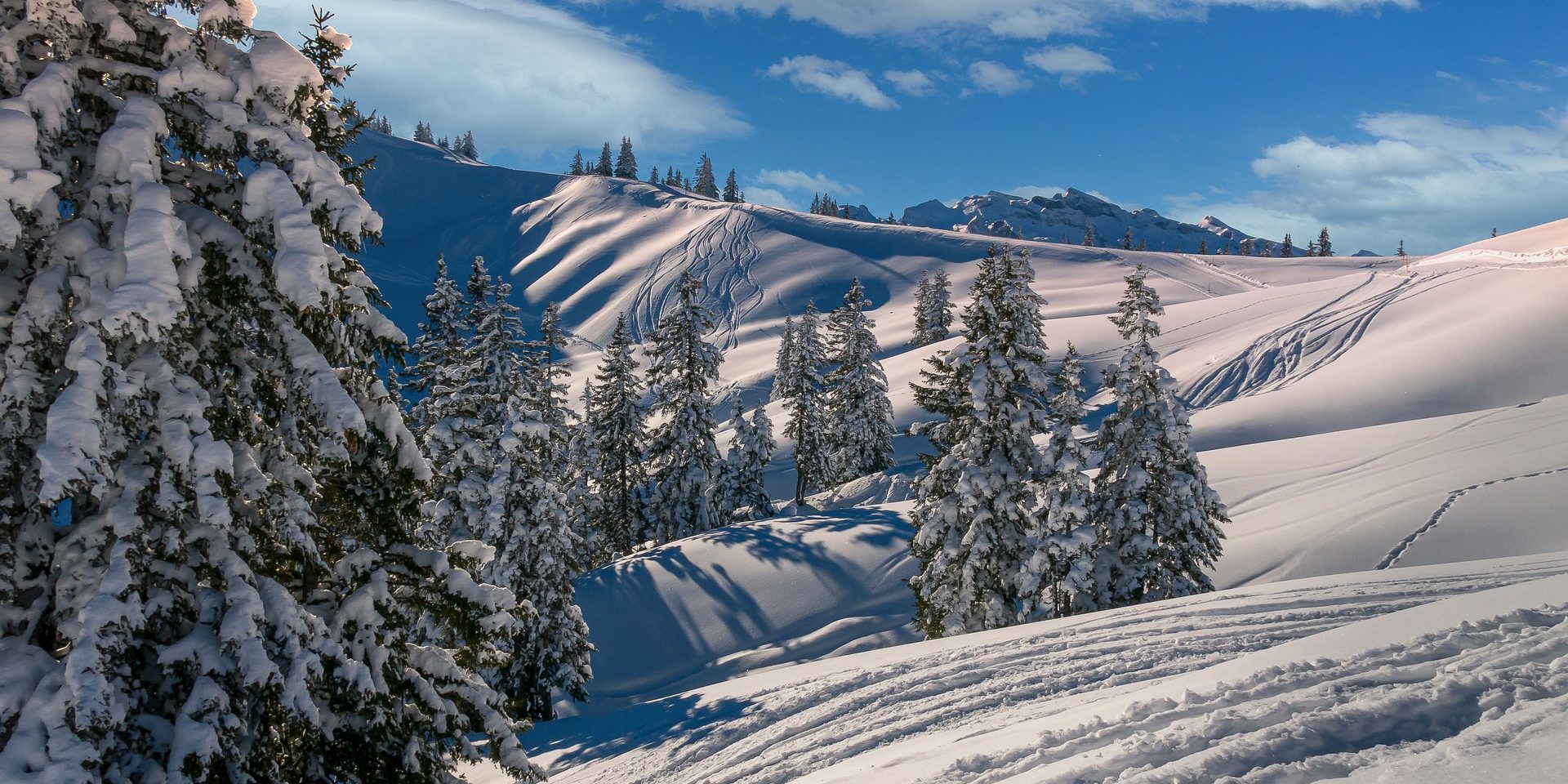 Zwitserland ski besneeuwde bomen